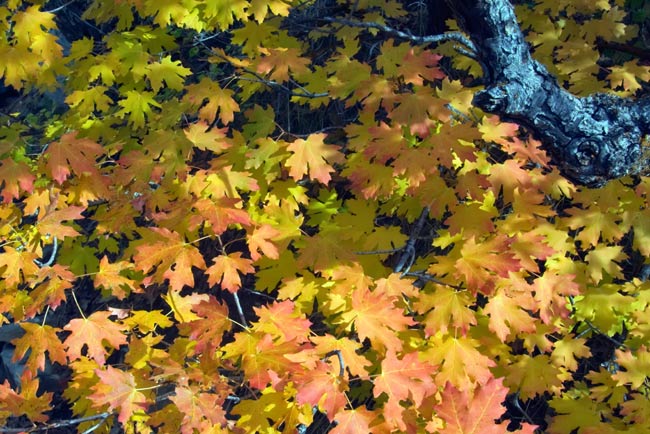 oak-leaves